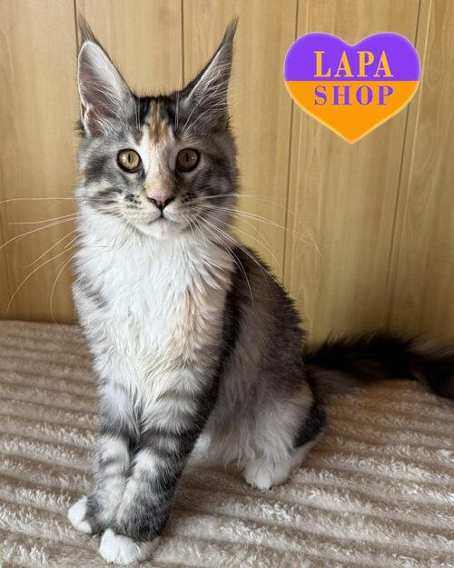 tortoiseshell and white Maine Coon kitty