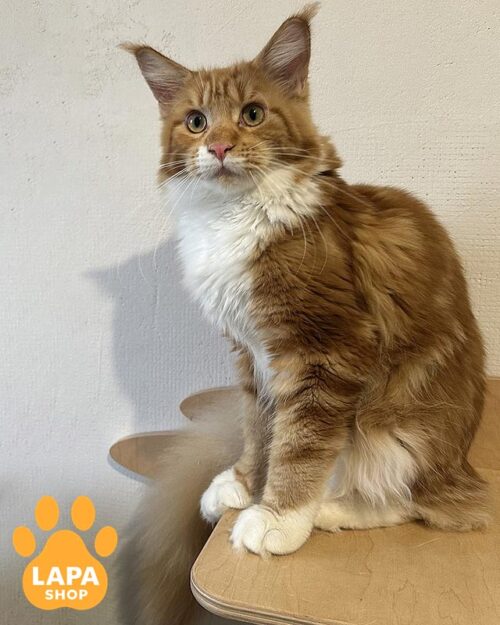 біло-рудий мейн-кун