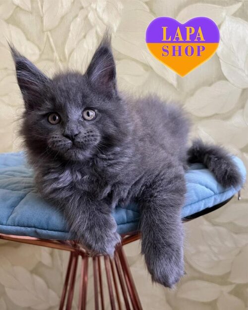 голубий мейн-кун