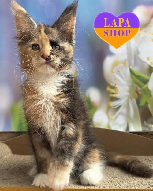 Hloya — розкішна красуня породи мейн-кун з ніжним черепаховим забарвленням