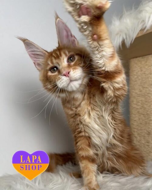 рудий мейн-кун