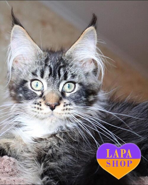 Чарівне кошеня мейн-кун Izumrud