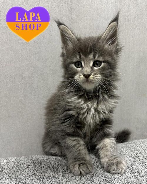 голубо-мраморный мейн-кун