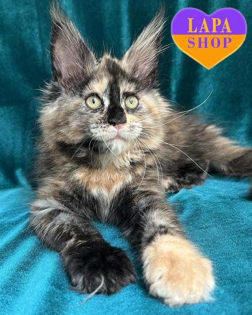 Exquisite Maine Coon Tortoiseshell Kitty Jolly