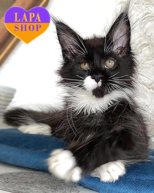 black and white Maine Coon kitty