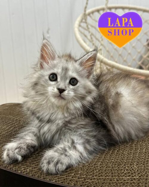 tortoiseshell silver Maine Coon kitty