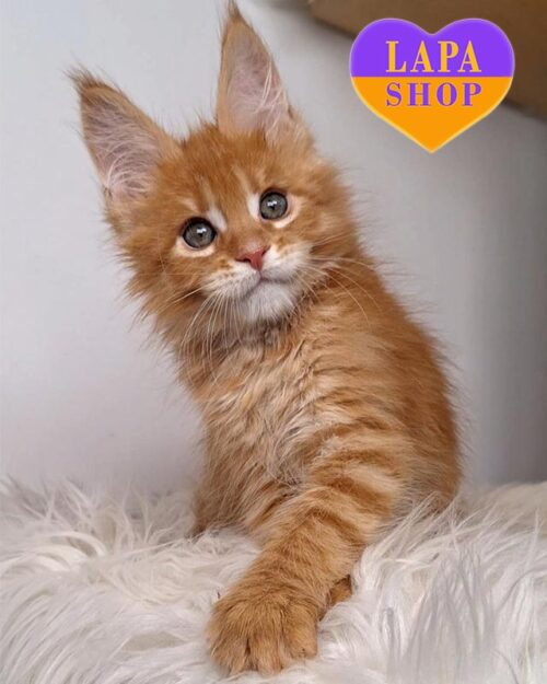 red Maine Coon