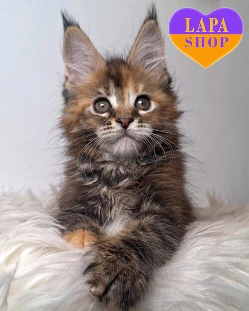 tortoiseshell and marble Maine Coon kitty