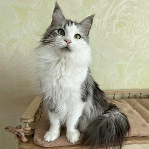 Gerald – эффектный мейн-кун в роскошной шубке mco mom 3