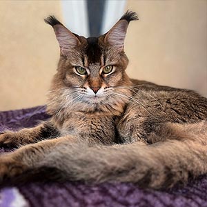 Pleiona — витончена кішечка породи мейн-кун mco mom1