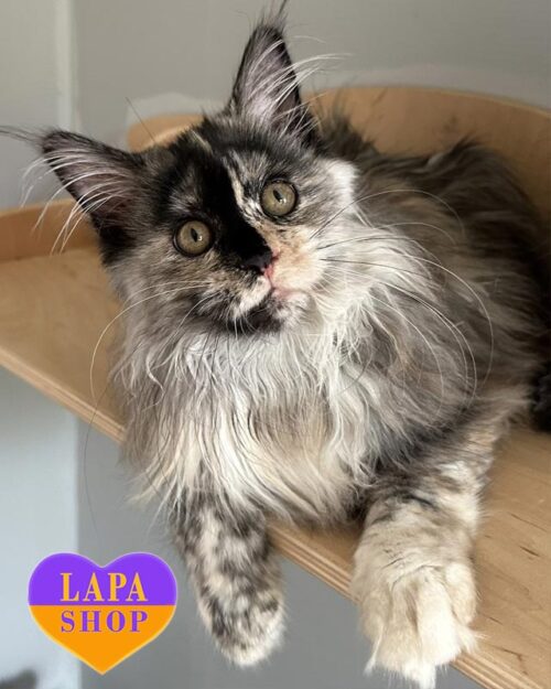 черепахово-срібляста кішка мейн-кун