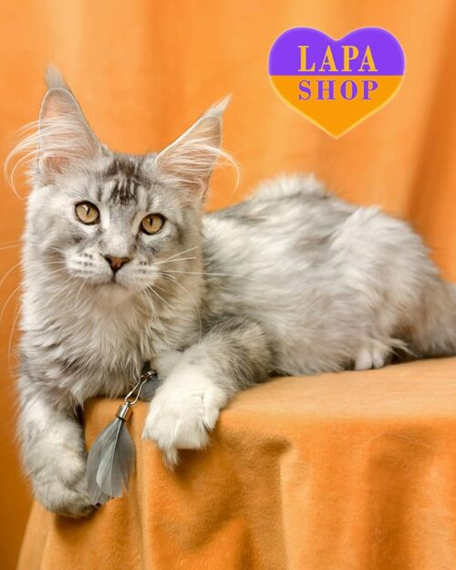 черехово-срібляста кішка мейн-кун