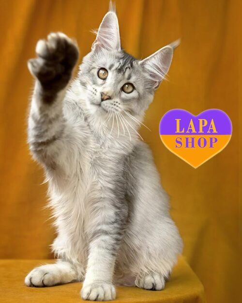 срібляста кішка мейн-кун