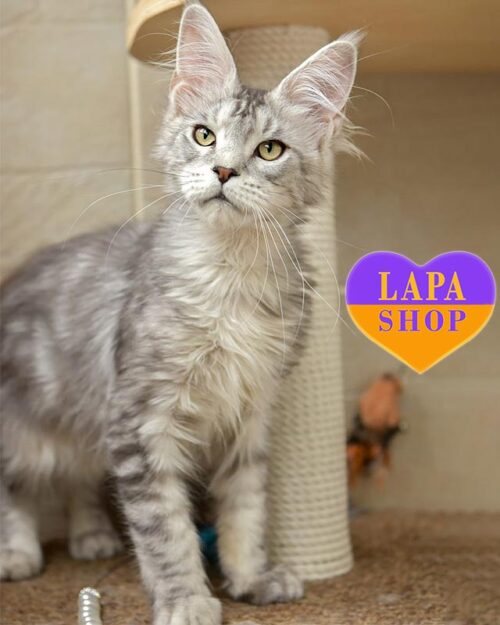 сріблясто-мармуровий мейн-кун