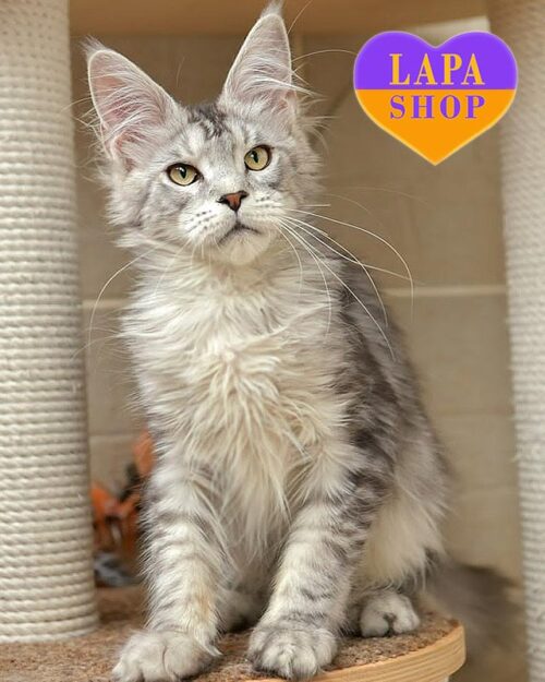 сріблясто-мармуровий мейн--кун