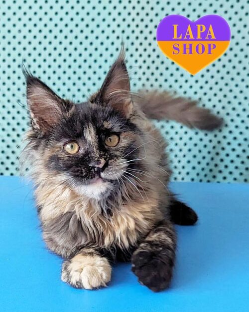 черепахова кішка мейн-кун