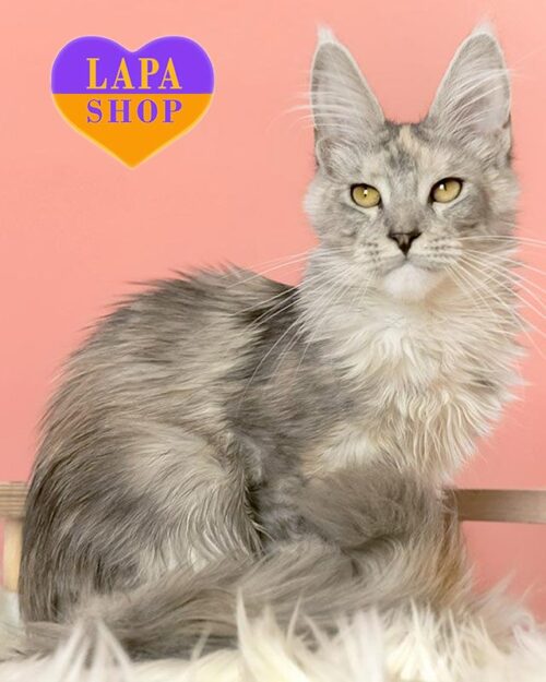 черепахово-серебристая кошка мейн-кун