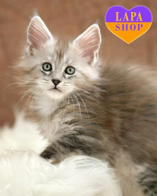 черепахово-серебристая кошка мейн-кун