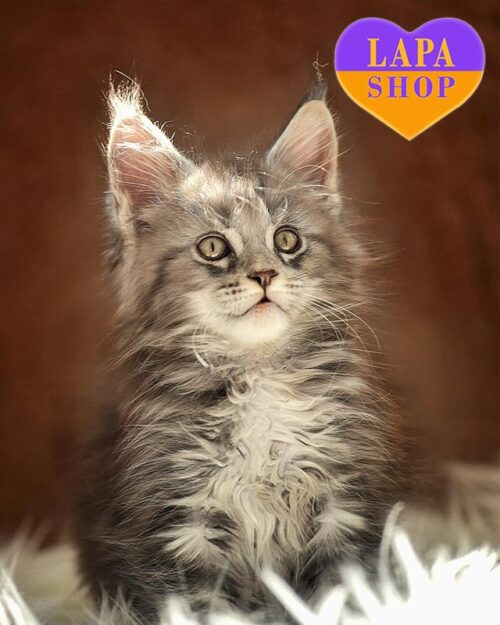 сріблясто-мармурова кішка мейн-кун