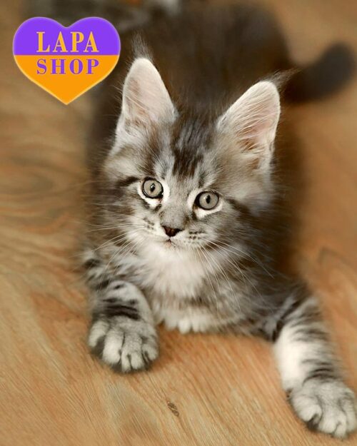 сріблясто-мармуровий мейн-кун