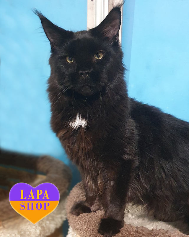 чорний мейн-кун