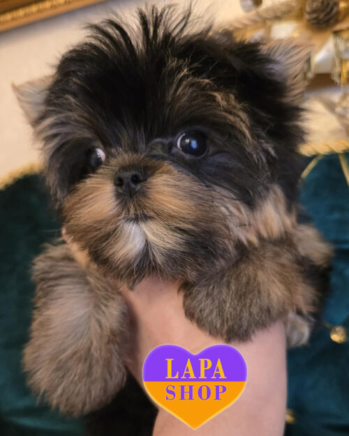 йоркширський тер'єр забарвлення стандарт