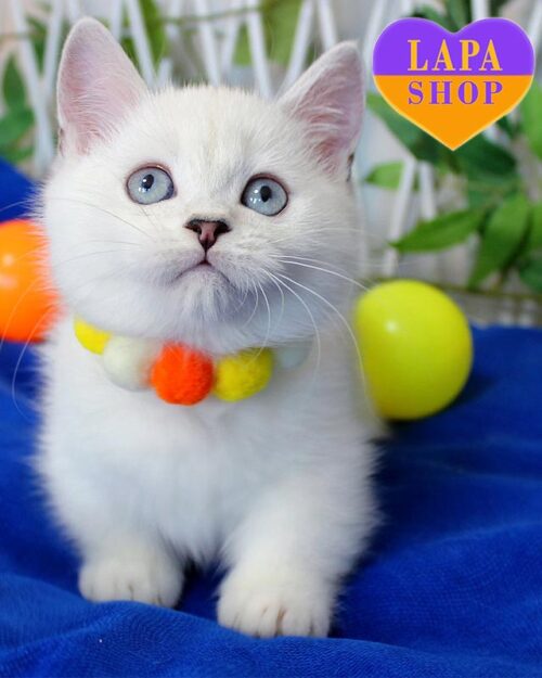 Adeline — очаровательная красавица породы манчкин