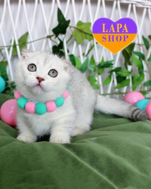 Розкішна кішка манчкін в сріблястій шубці Arisha