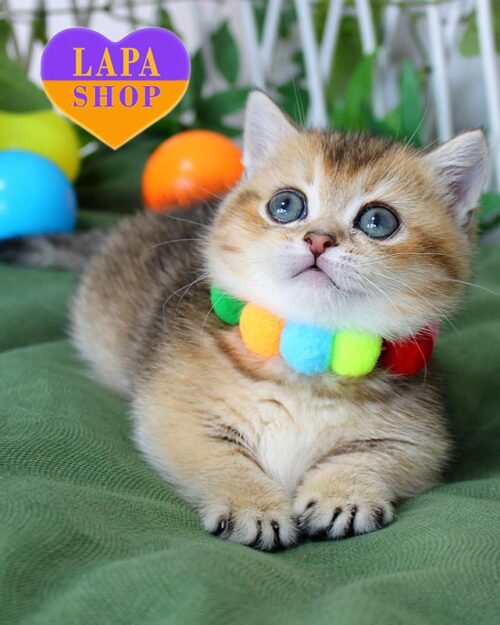 Barbie — милая коротколапая кошка манчкин с роскошным золотым окрасом