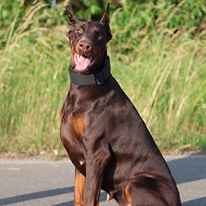 Элегантный коричневый мальчик Troyan породы доберман mom 11