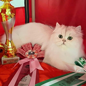 Valentino — голубоглазый британский длинношерстный котик mom 12