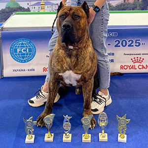 Aladdin — чарівний хлопчик породи канарський дог тигрового забарвлення mom