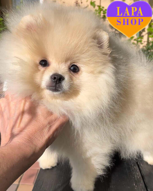 померанский шпиц айс крем окраса