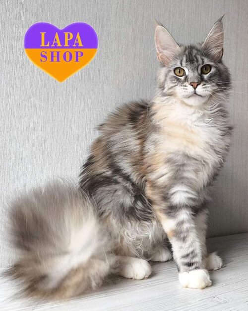 Роскошная кошечка породы мейн-кун в черепахо-серебристой шубке Aivari