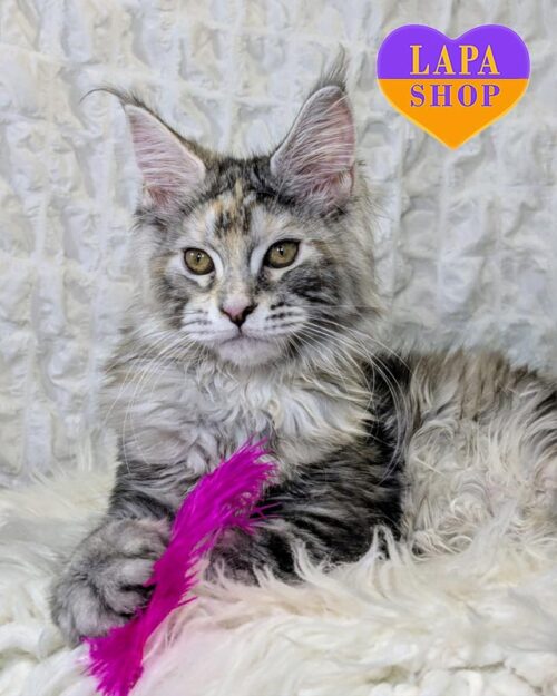 черепахово-срібляста кішка мейн-кун