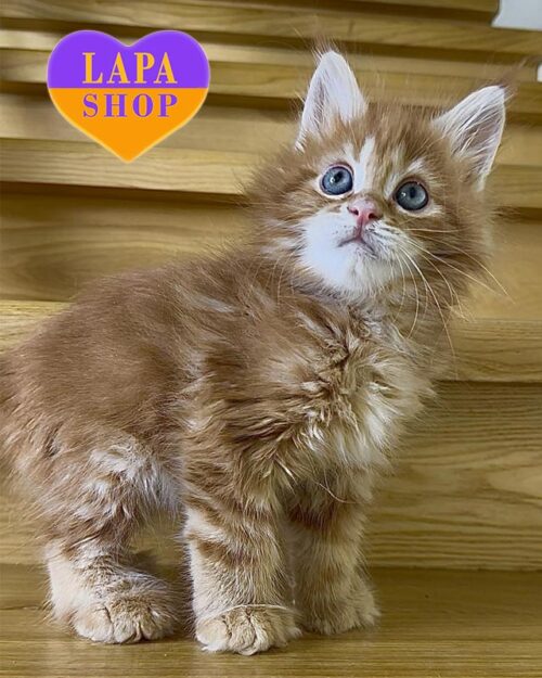 мейн-кун полидакт