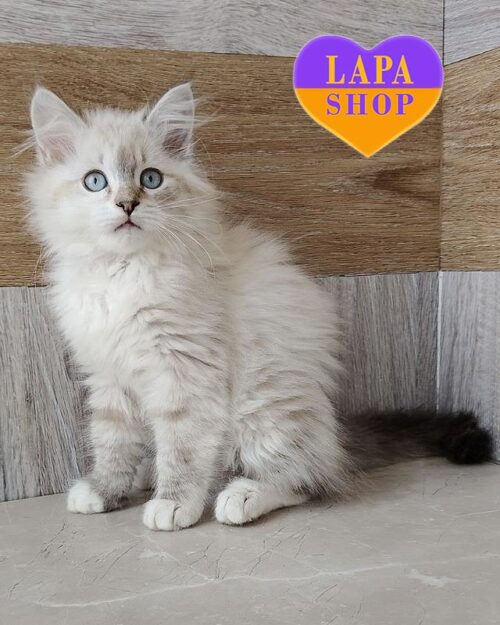 невская маскарадная кошка