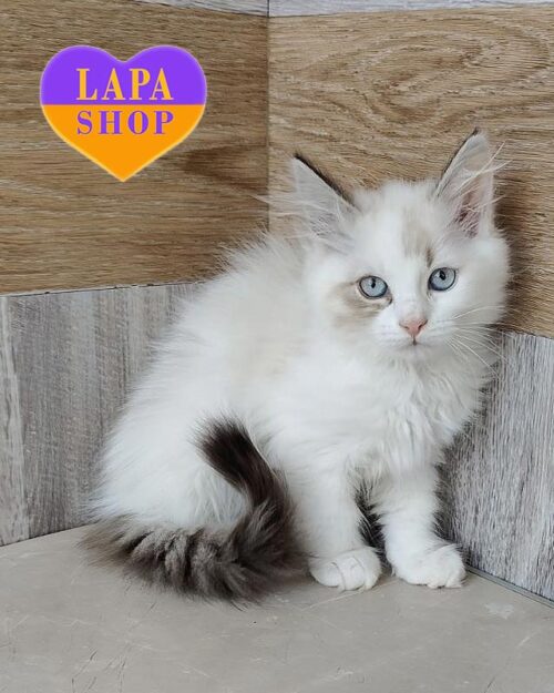 невская маскарадная кошка