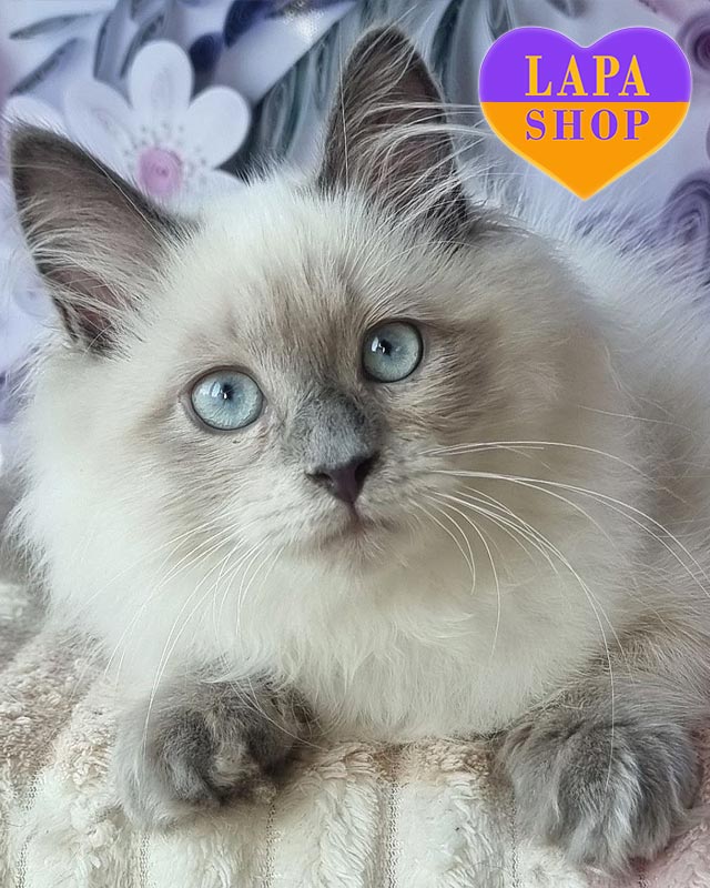 блакитна невська маскарадна