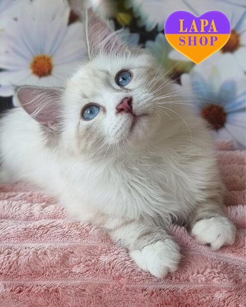 невський маскарадний котик