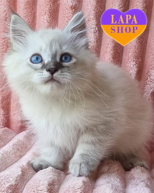 невский маскарадный котенок