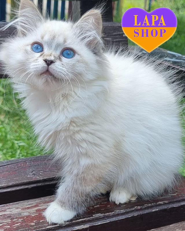 пойнтова невська маскарадна