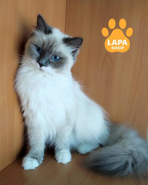 невська маскарадна кішка блю пойнт