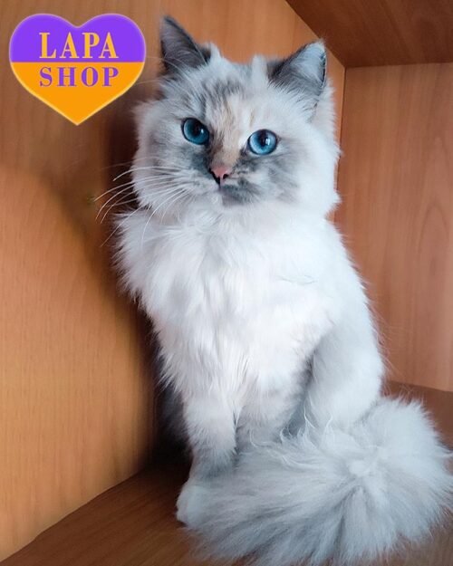 невская маскарадная кошка голубая черепашка