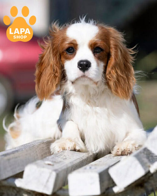 кавалер кінг чарльз спанієль