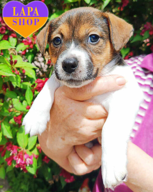 джек-рассел-тер'єр біло-рудого забарвлення