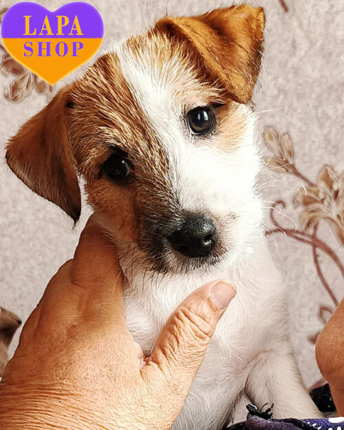 біло-рудий джек-рассел-тер'єр