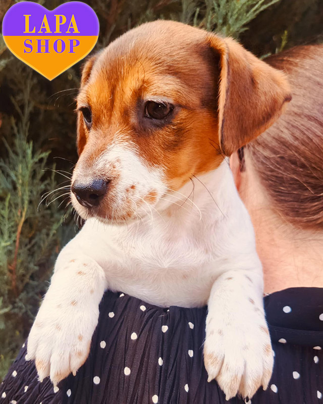 рудо-білий джек-рассел-тер'єр