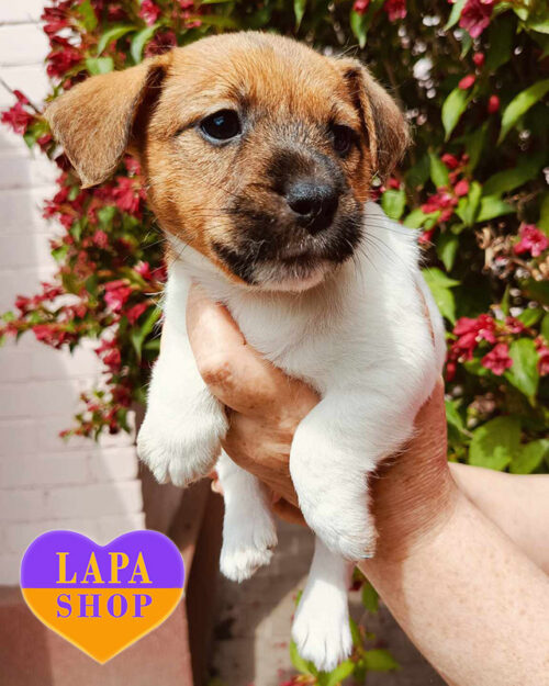 джек-рассел-тер'єр біло-рудого забарвлення