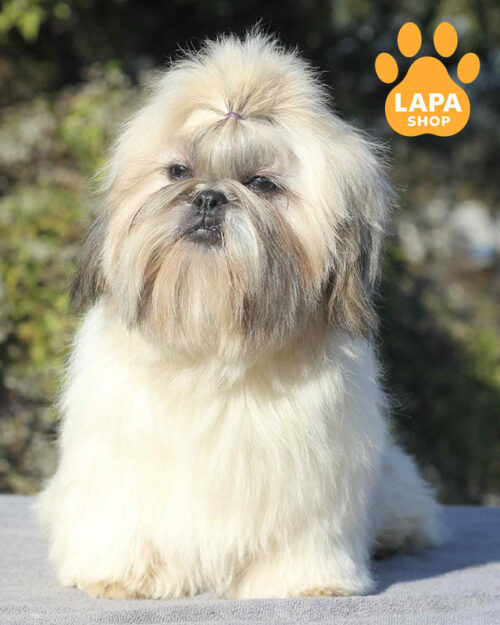 біло-золотий ши-тцу